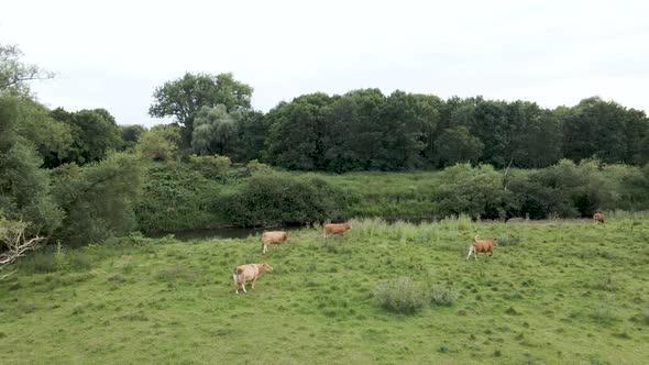 Livestock Cow Bulls Grazing in Green Grass Field in Germany, Aerial