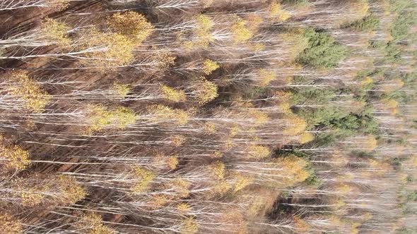 Vertical Video of a Forest with Many Trees in Autumn