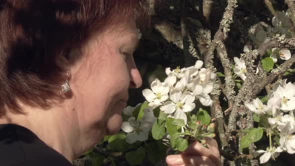 Closeup Shot of a Lady Enjoying the Smell of Apple Tree Blossoms