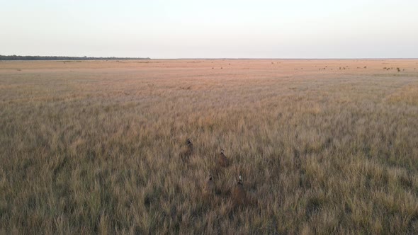 A group of Emus gather in a large open paddock full of dry tall grass