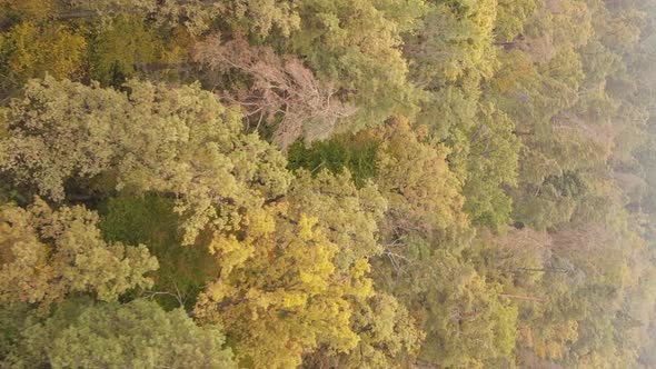 Vertical Video Aerial View of Trees in the Forest on an Autumn Day in Ukraine Slow Motion