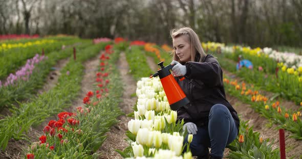 Female Farmer Spraying Tulips at Farm