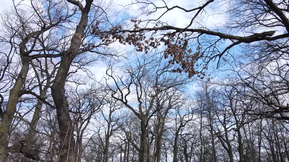 Forest with Trees Without Leaves During the Day