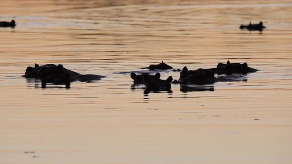 Pod of hippopotamus mostly submerged in Okavango Delta's golden light