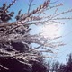 Sun Through Snowy Branches of Tree in Beautiful Background on Bright Sunny Day - VideoHive Item for Sale
