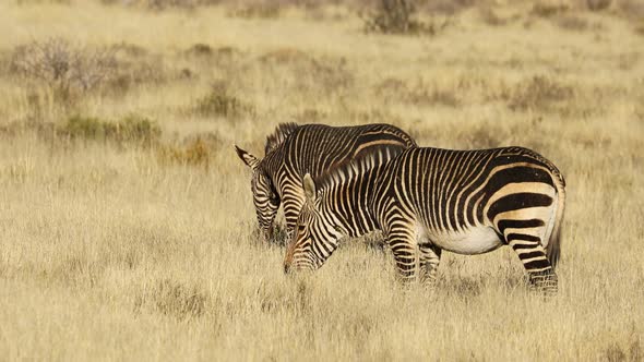 Cape Mountain Zebras In Open Grassland