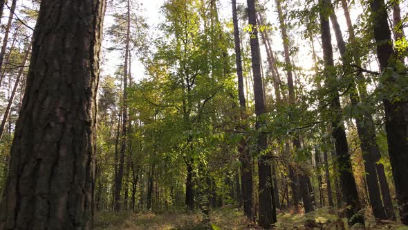 Autumn Forest with Trees By Day