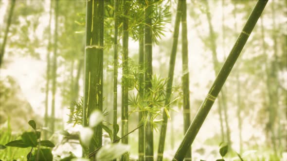 Asian Bamboo Forest with Sunlight