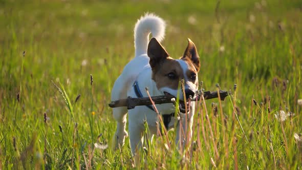 jack russell terrier dog bears a stick.