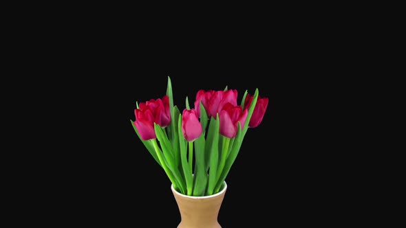 Time-lapse of opening red tulip bouquet