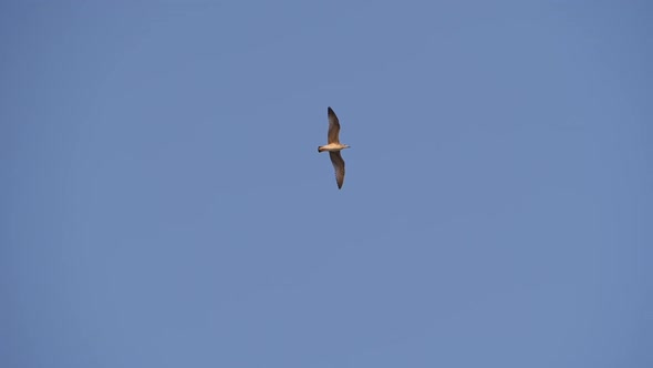 Flying Seagull Against the Blue Sky.