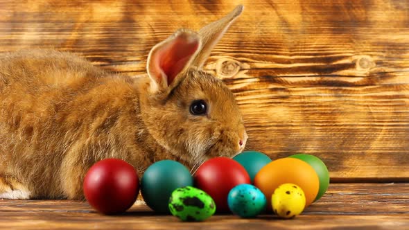 a Small Fluffy Brown Easter Bunny with Painted Colorful Easter Eggs Sits on a Brown Background