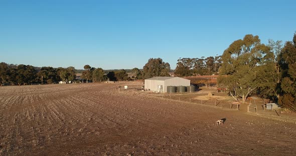 Flying over an almost empty paddock, just a lone pig searches for food