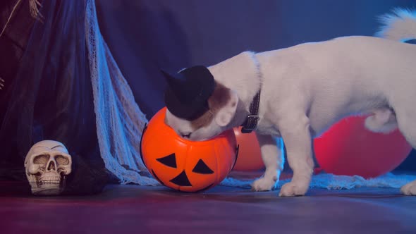 Halloween Celebration Concept. Funny Dog Eating From Halloween Pumpkin