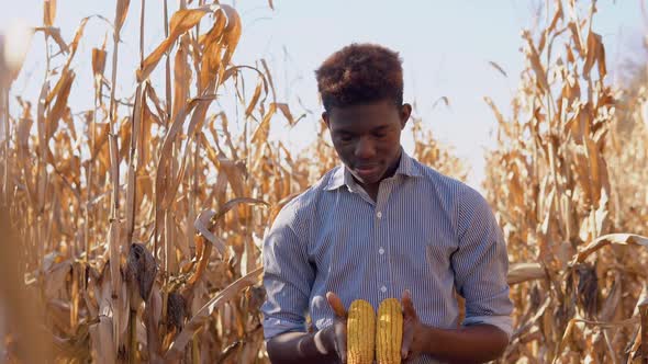 A Young African American Man Holds Two Ripe Ears of Corn in His Hand