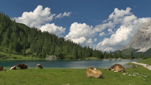 Shot of cows lying along a lake with people relaxing in the background in Tyrol Austria