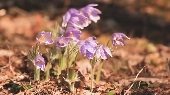 Wild Spring Flowers Pasque-flower in the Forest