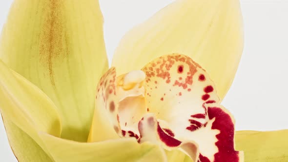 Beautiful Yellow Orchid Rotating on White Background Macro Shot