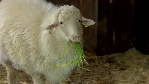 Close Up White Ewe Eating Hay in Stable