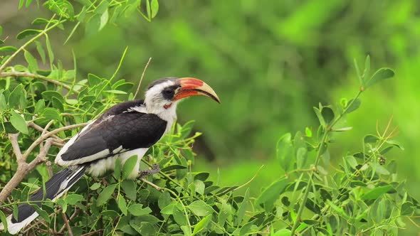 Wreathed Hornbill is a Species of Hornbill Found in Forests From Far Northeastern India and Bhutan