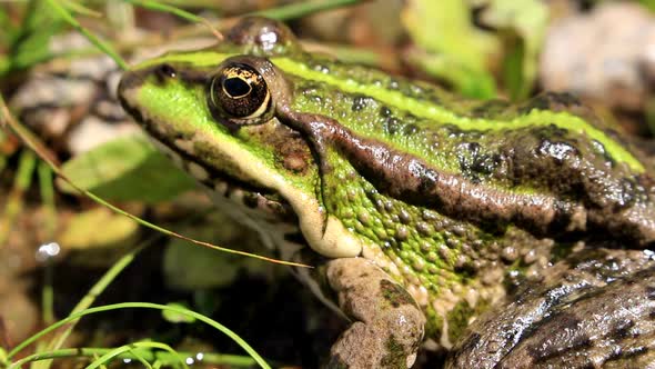 Green Frog In The Grass