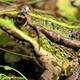 Green Frog In The Grass - VideoHive Item for Sale