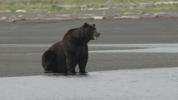 Wet Grizzly Bear Sitting on Shore