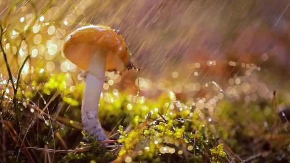 Amanita Muscaria, Fly Agaric Mushroom In a Sunny Forest in the Rain