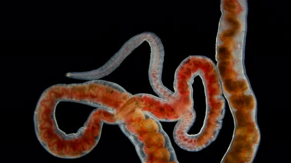 Worm Oligochaeta Limnodrilus Hoffmeisteri or Red Worm of the Naididae Family