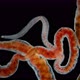 Worm Oligochaeta Limnodrilus Hoffmeisteri or Red Worm of the Naididae Family - VideoHive Item for Sale