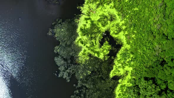 Top view of green algae on the lake, aerial view