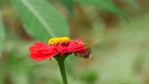 Brown butterfly saves his self from a fight with a Grashopper on a red flower