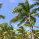 Palm Trees in The Wind with Gulls Flying - VideoHive Item for Sale