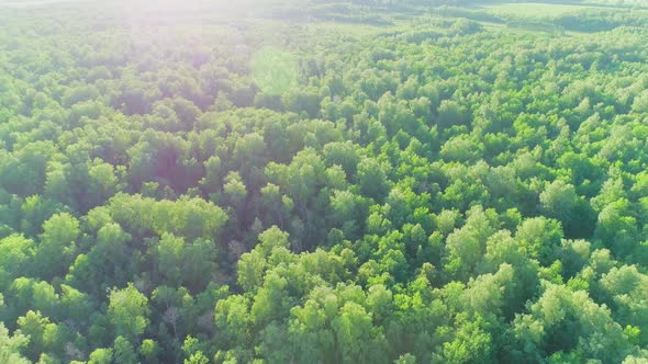 Aerial Video of a Summer Forest at Sunset