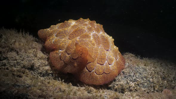 Sea creature discovered on a night dive research activity illuminated by a scuba divers underwater t