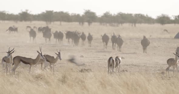 Savannah Full of Antelopes