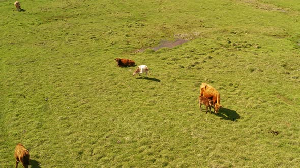 Cattle on the plains of Bayanbulak.