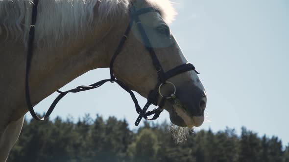 Brown Horse with White Mane in Snaffle Headband Chews Grass on Sunny Day