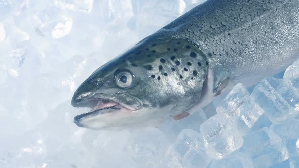 Trout Fish On Ice Closeup