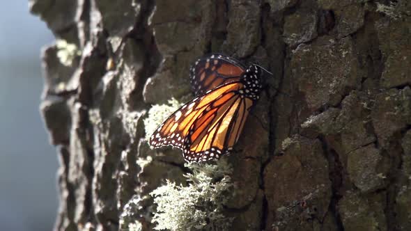 monarch butterfly sanctuary mexico