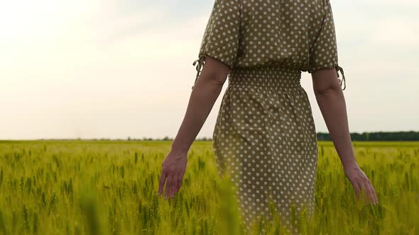 The Girl's Hands Close-up. Woman Walking on a Wheat Field