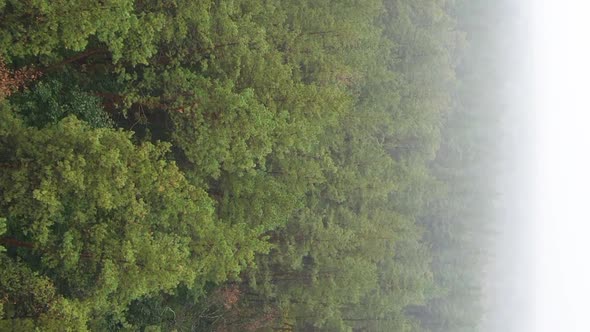 Vertical Video Fog in the Forest Aerial View