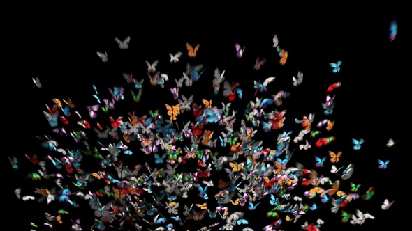 Butterfly 4K