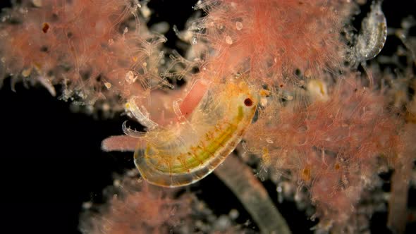 Red Sea Zooplankton Under a Microscope, Crustacean Gammarus, Amphipoda Crustaceans