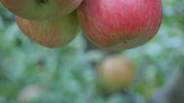 Fresh  juicy organic apples on the tree fruit and food background 4K 2160p 30fps UltraHD video - App