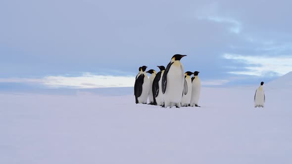 Emperor Penguins on the Snow n Antarctica