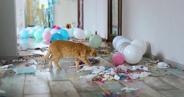 Scared, surprised cat walks on wooden laminate after party chaos, messy