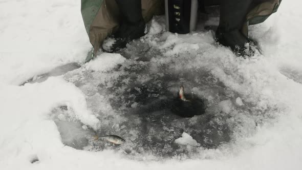 Fisherman caught fish in ice hole