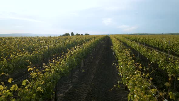 Aerial Video Drone Shot of a Colorful Vineyard Landscape in Summer in the Early Morning Light