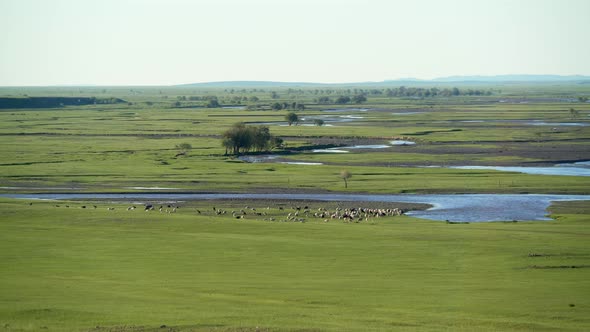 Meandering River in a Vast Lowland